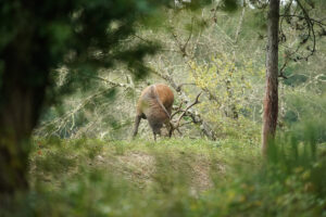 Chasser le Cerf en Sologne aux Berthiers