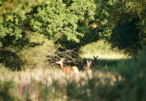 Biches au Domaine des Berthiers en Sologne